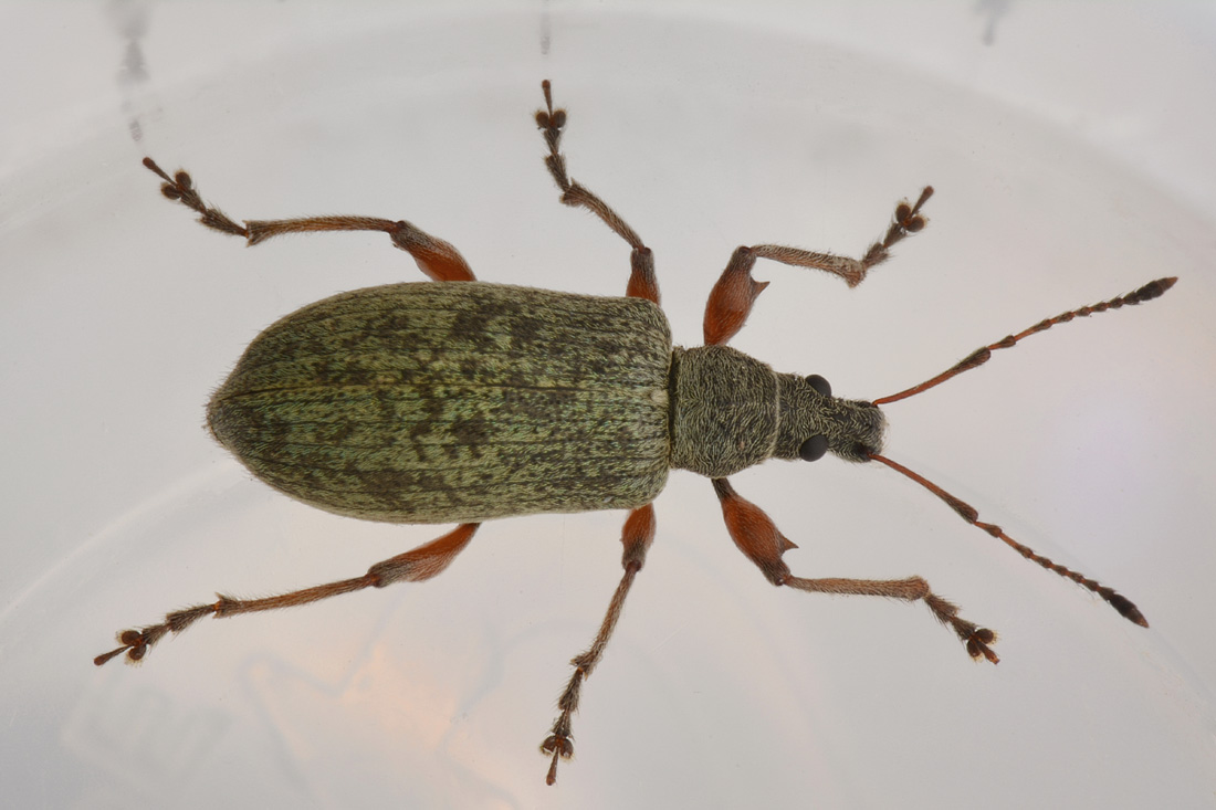 Curculionidae: Phyllobius glaucus?  S !